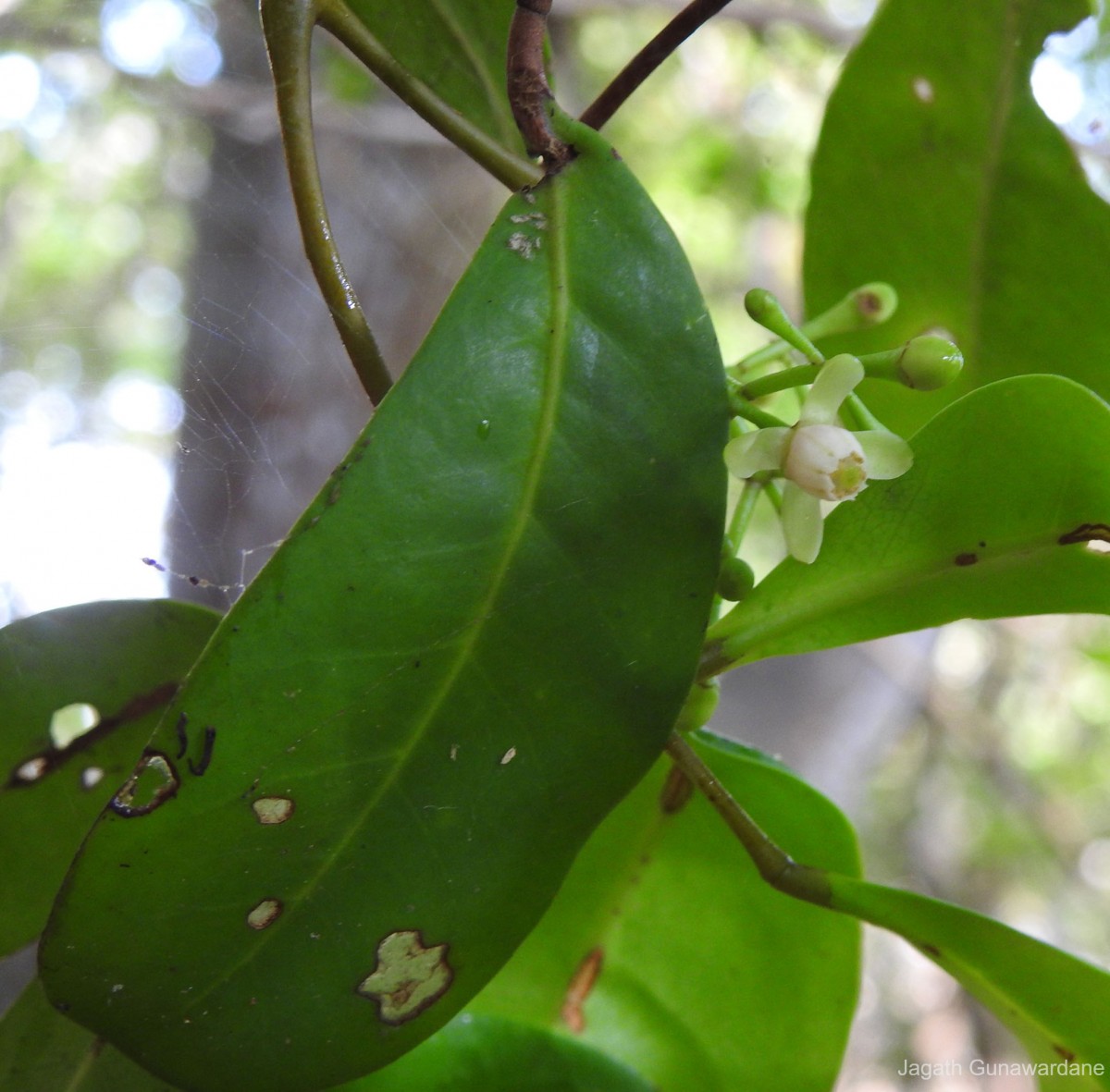 Xylocarpus